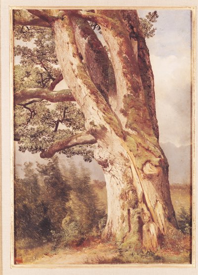 Die Eiche von Alexandre Calame